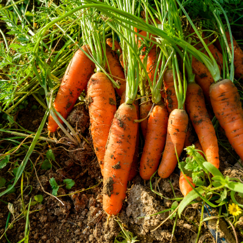 AgroModulars - Agrochemical Trials